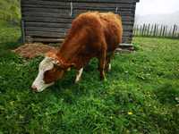 Vând vacă baltata romaneasca