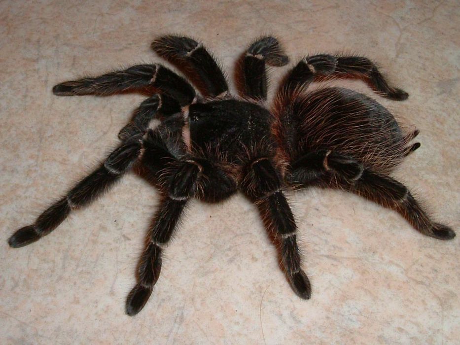 Продаются пауки птицееды