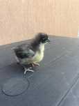 pui de găină australorp pe negru și albastru.