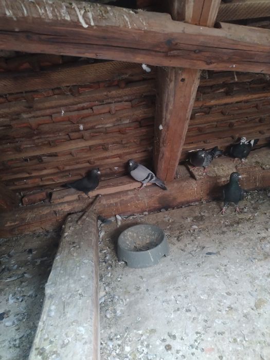 Porumbei voiajori