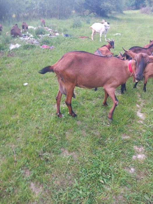 Vand sau schimb capre  cu vacă