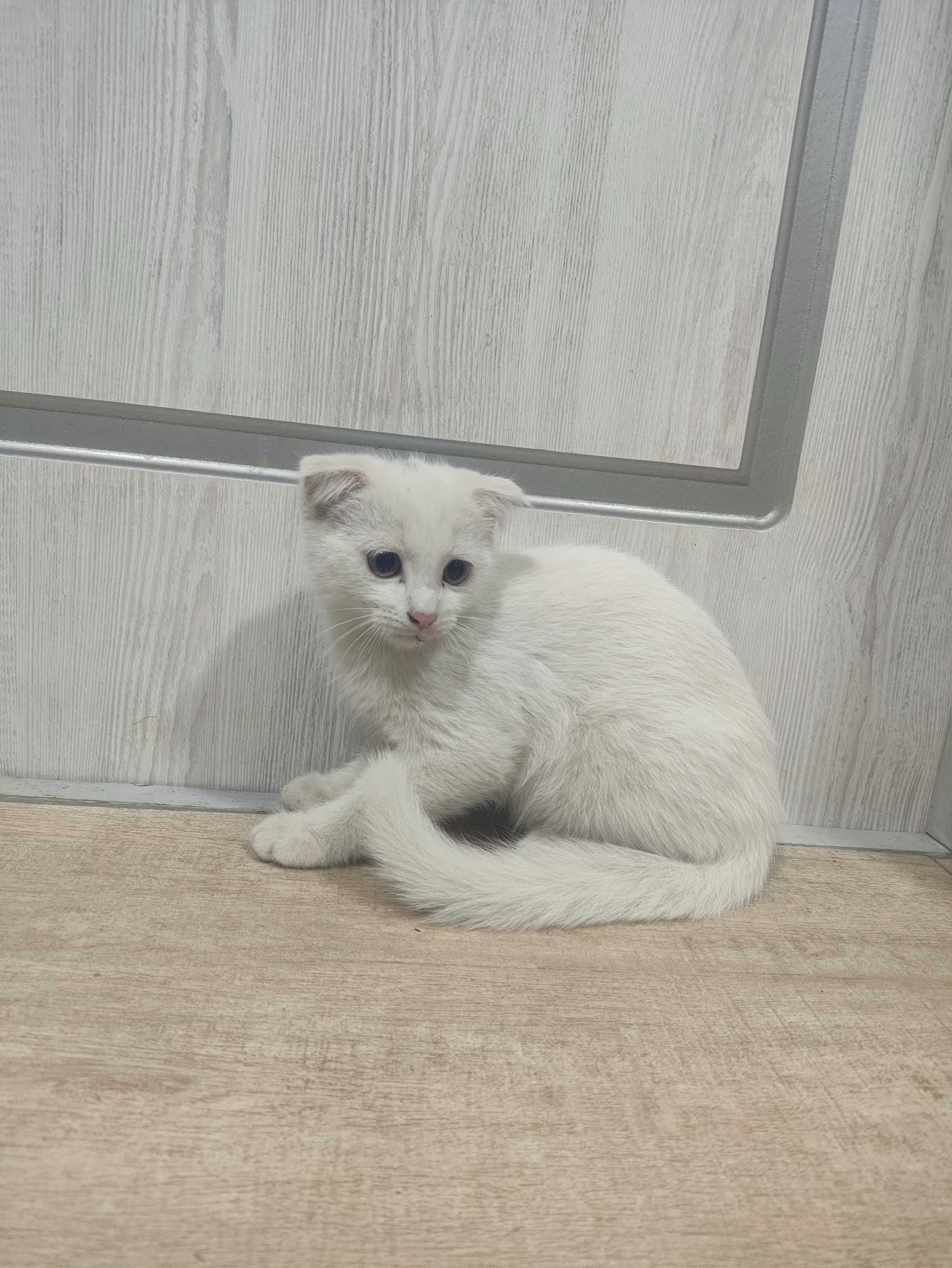 Mushuk scottish fold oq 3 oylik