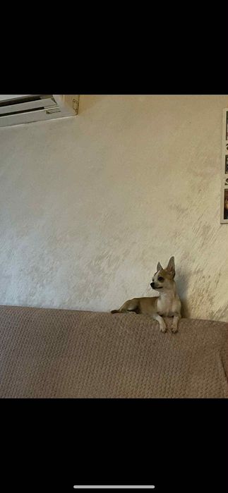 Продавам чихуахуа