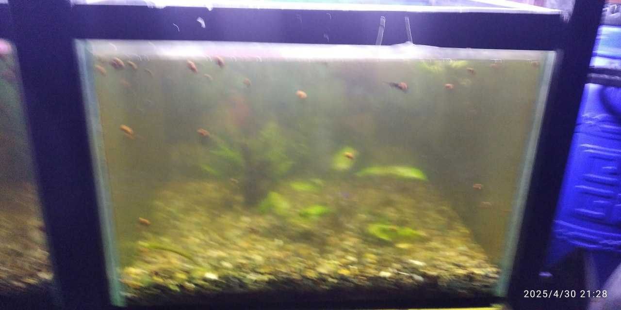 Akvarium Аквариум