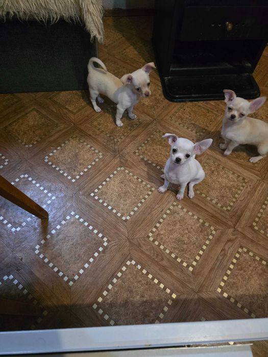 Чихуахуа кученца чистокръвни