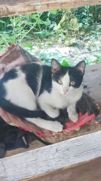 Пропала кошка по имени масяня