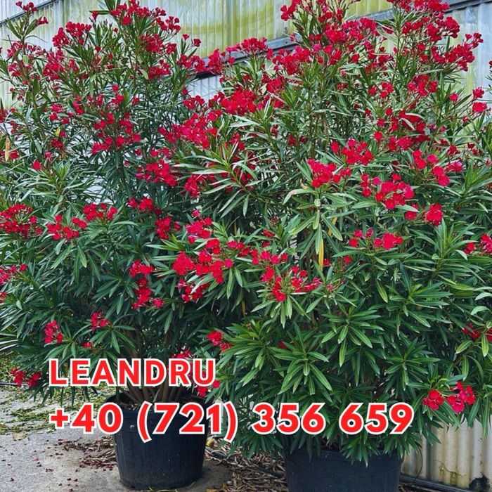 Plante pentru gradina terase si multe alte