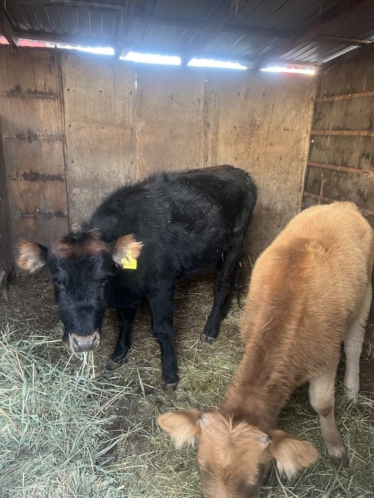 Ургашы тана кунажын