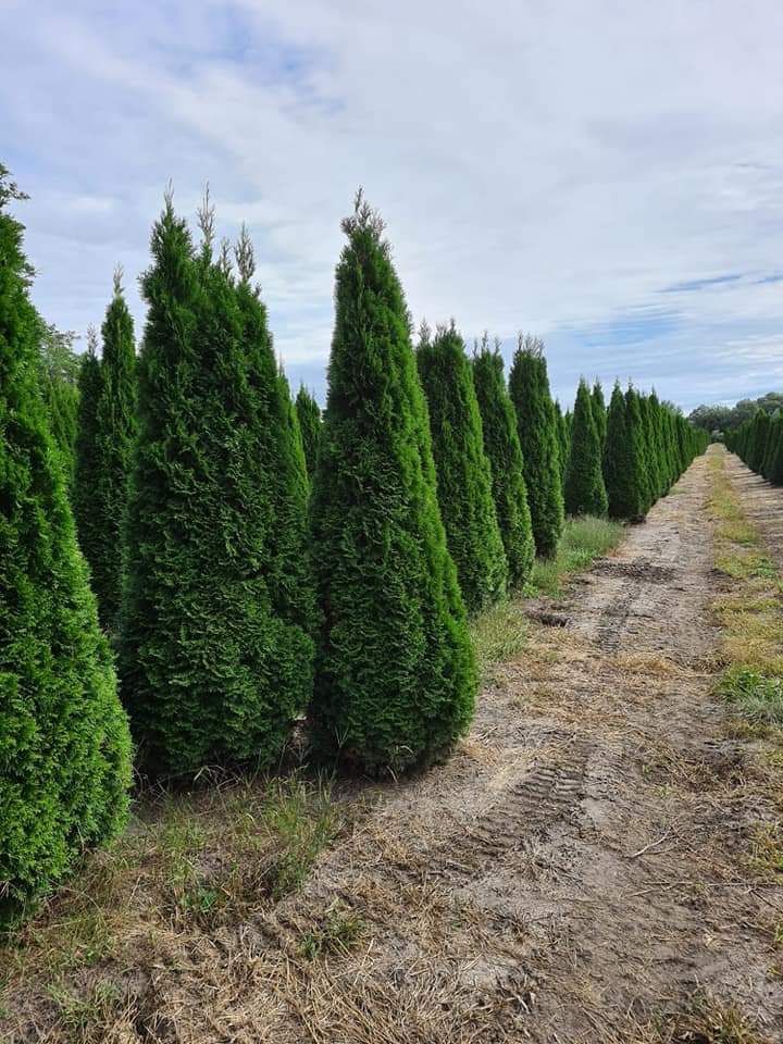 Tuia brazi mesteacăn salcie prunus criptomenia Danica