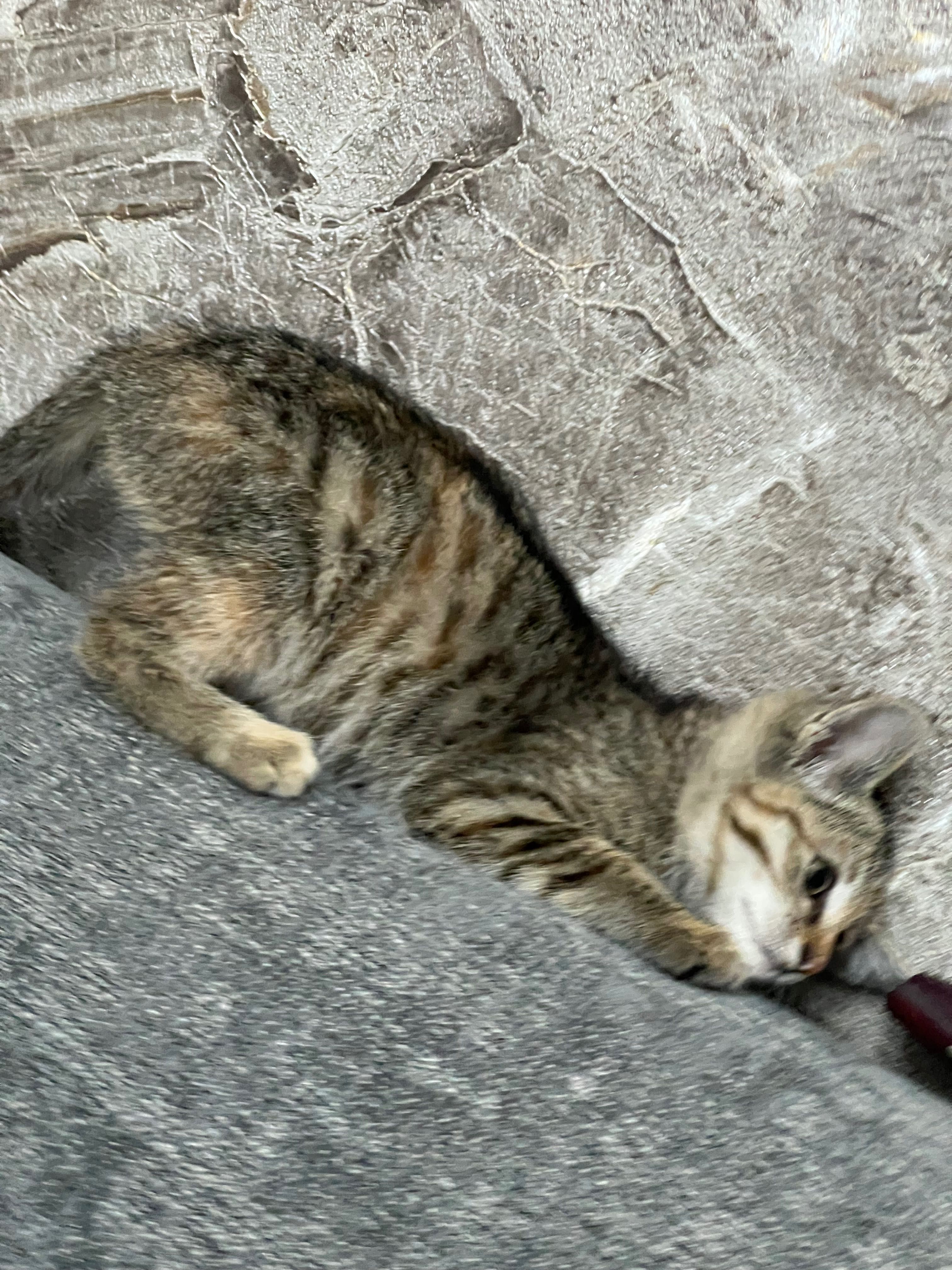 Котята маленькие домашние