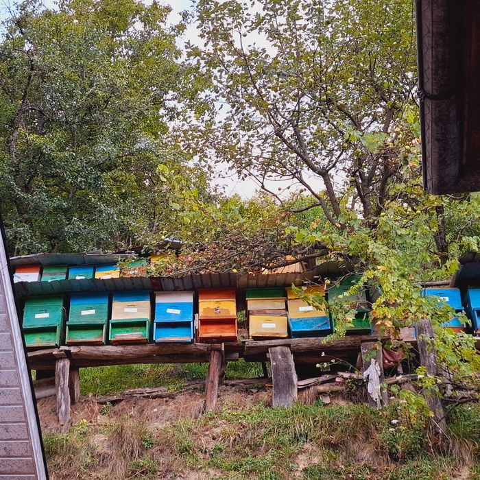 Lazi de albine,mai multe detali la telefon.