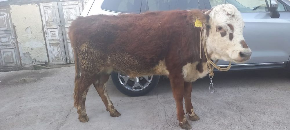 Продам телку белоголовый