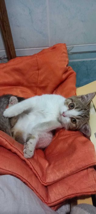 котенок, 4 мес, девочка, в добрые руки