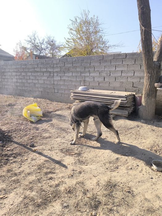 Alabay aprelda tugʻilgan 7 oylik