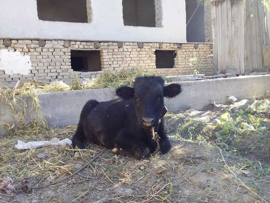 Buqacha sotiladi