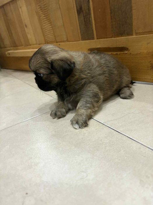 малки кралски пекинезчета