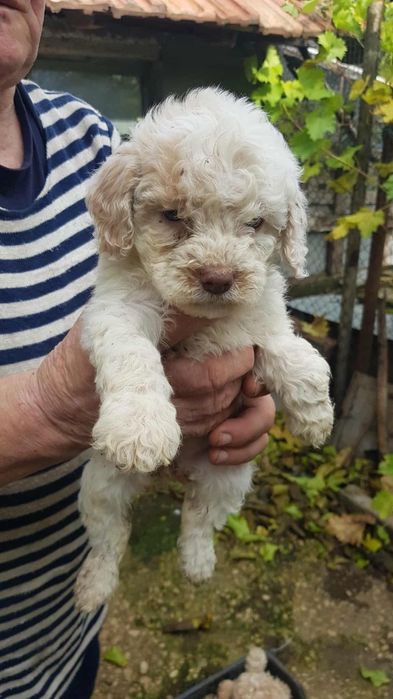 Лагото Романьоло