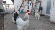 Cocos brahma herminat deschis( am și ouă)