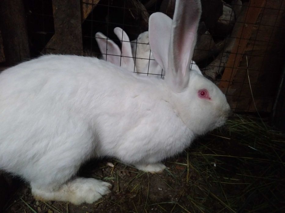 Продам Кроликов молодняк и взрослых кролов, и покрытых кролих.