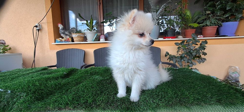 Померанчета  тип топ