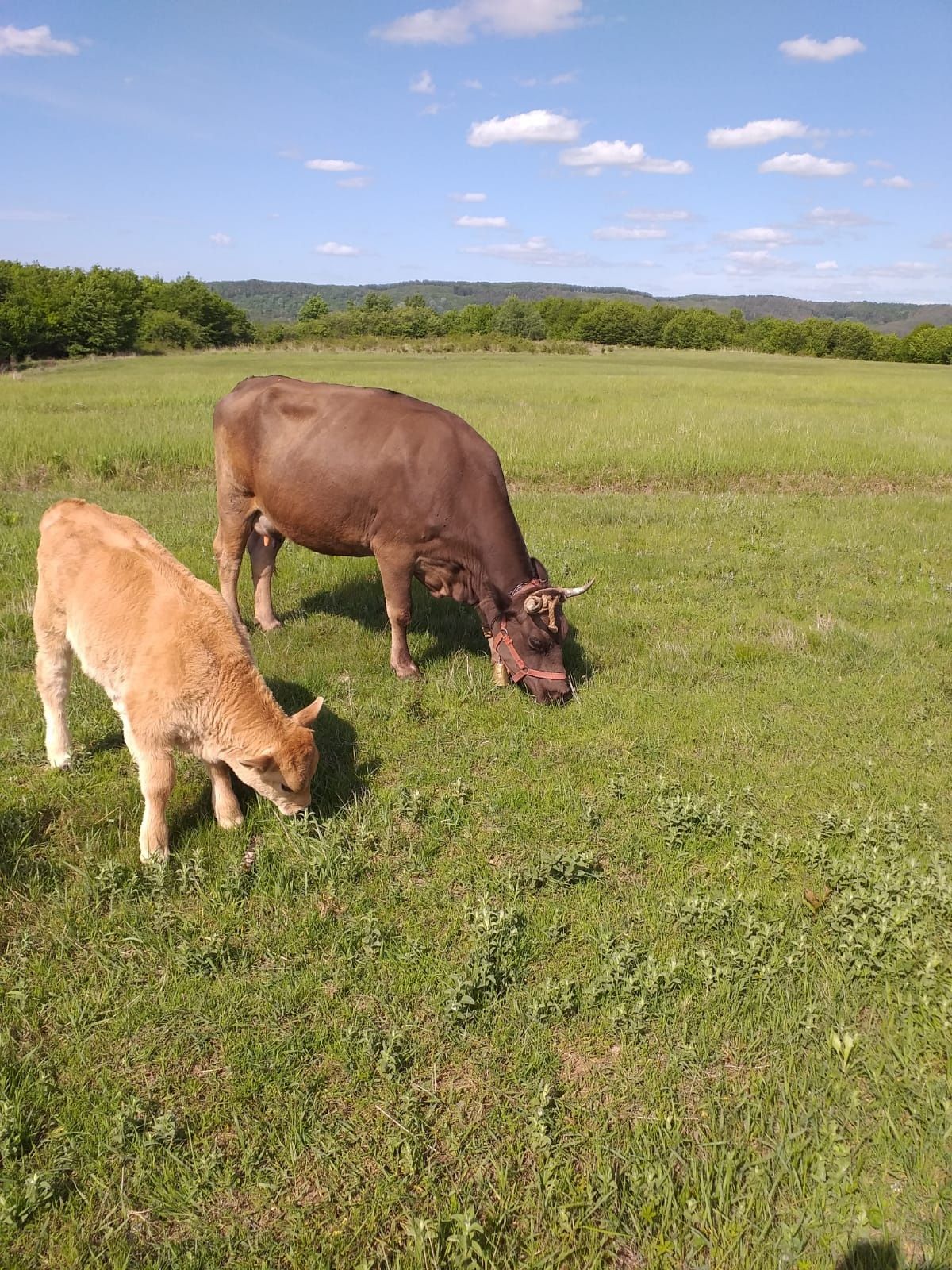 Vaca românească bruna