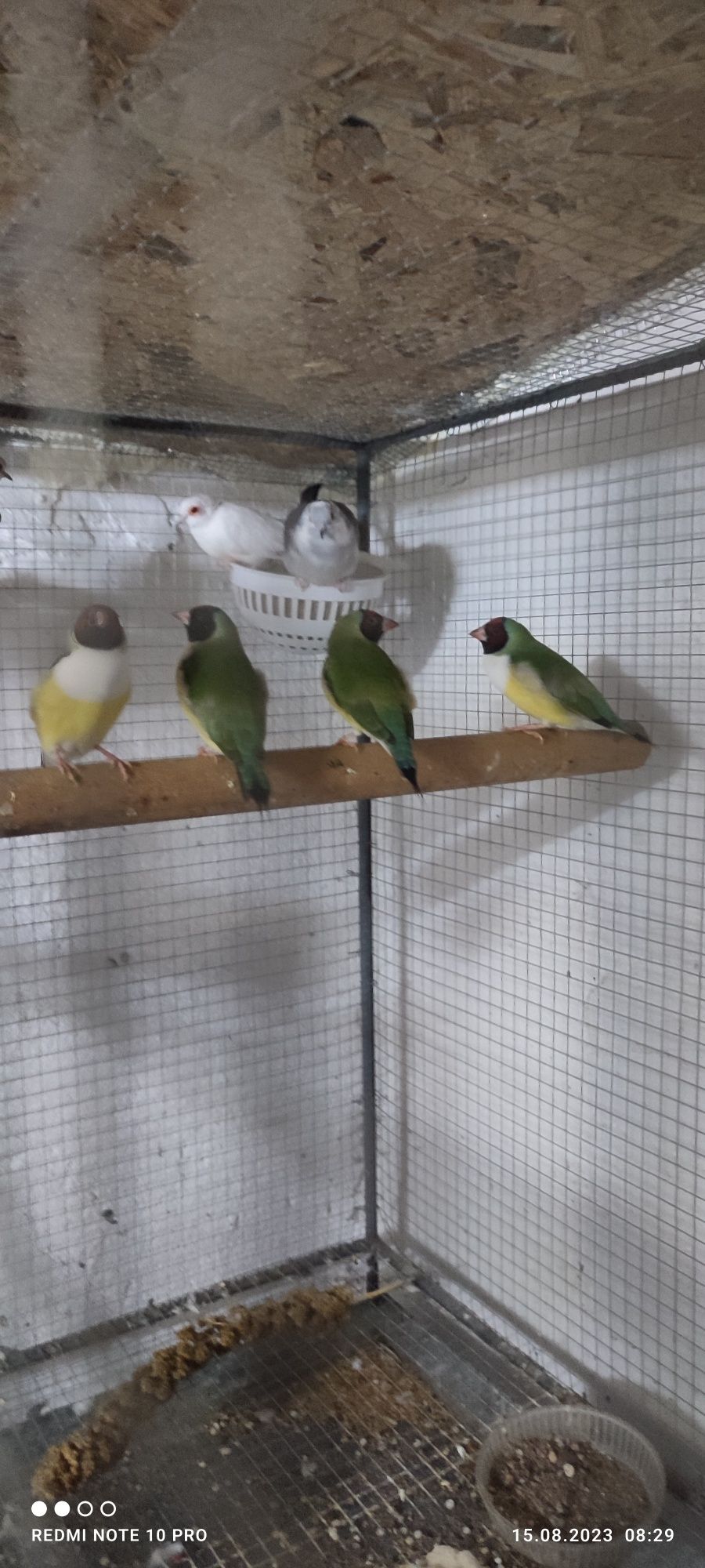 Различни видове папагали