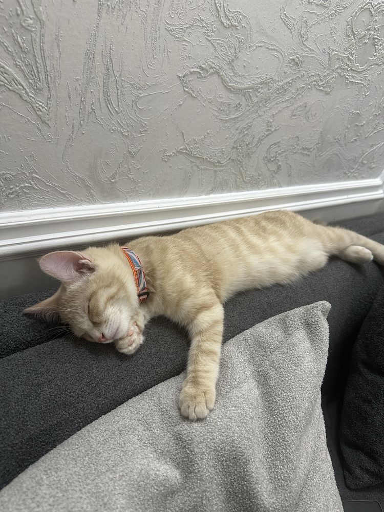 Продается кошкаааа
