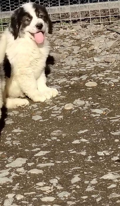 Mascul Ciobănesc Românesc de Bucovina 9 săptămâni