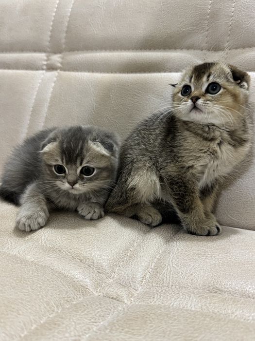 Скоттиш фолд и Золотая шиншилла правильная связка