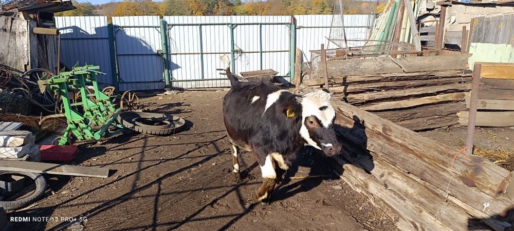 Vitea Bălțată românească