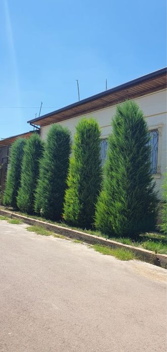 Majveni archa bo’yi 5 metr 6 dona