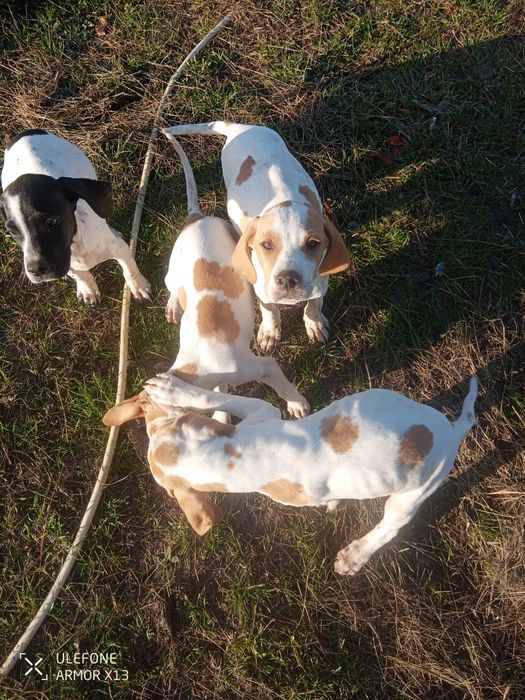 Кучета пойтер ..