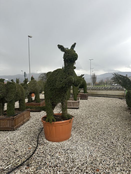 Tuia Lilandi smarald si multe alte speci