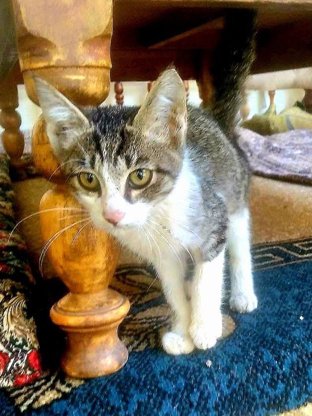 Котёнок в добрые руки