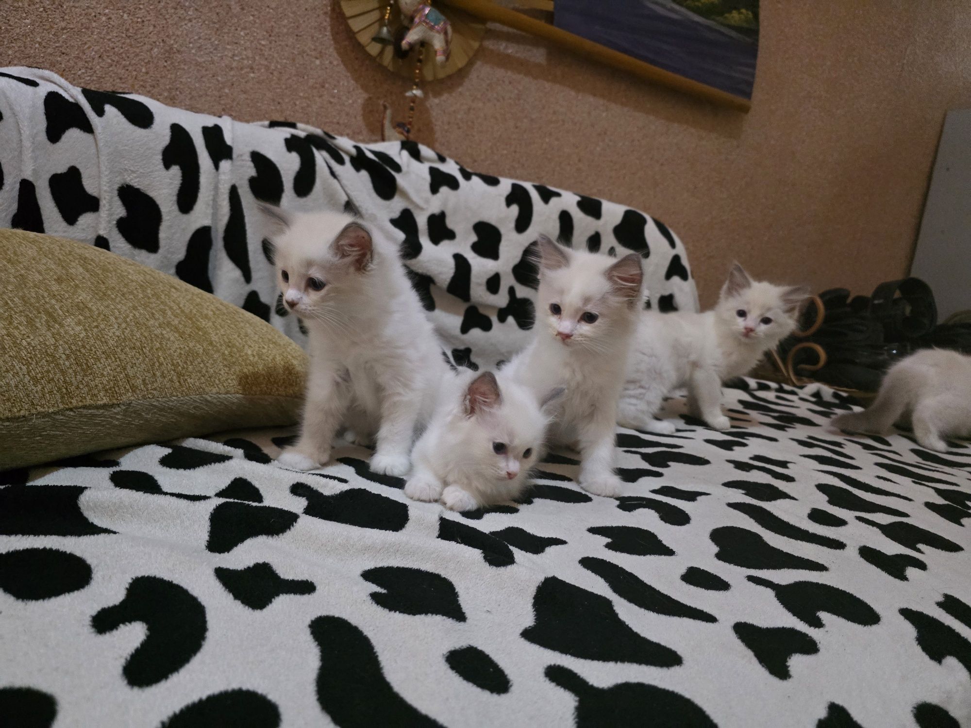 Продаются котята Рэгдолл