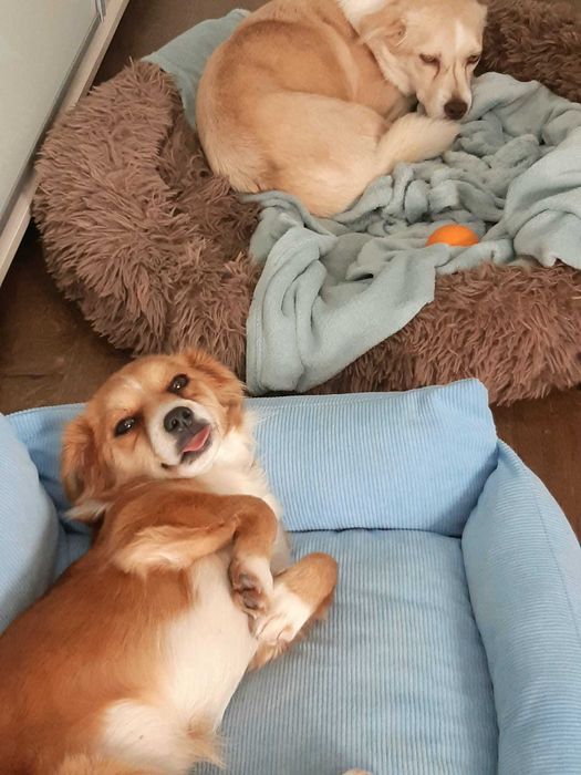 Mamița & Foxy - două cățelușe mici, cuminți și iubărețe, caută cămin