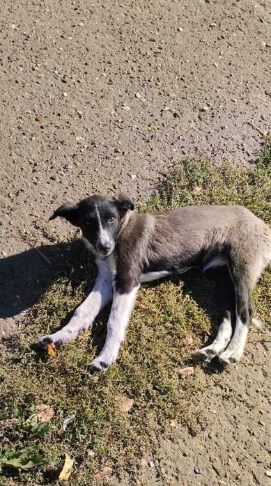 Отдам щенка (девочку) в добрые руки