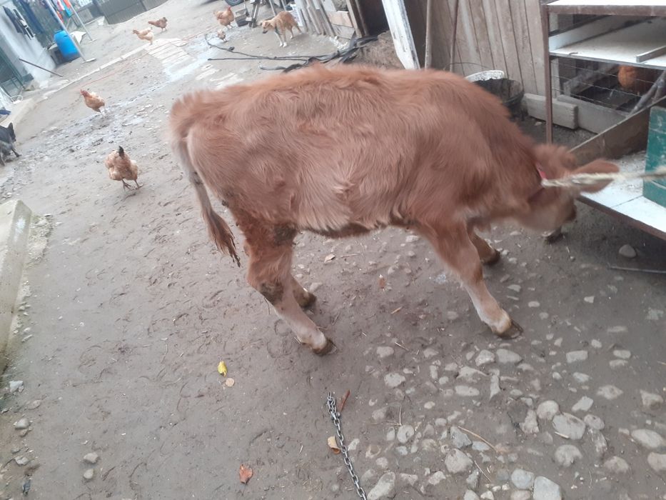 Vând vițelusa de 3 luni bruna.