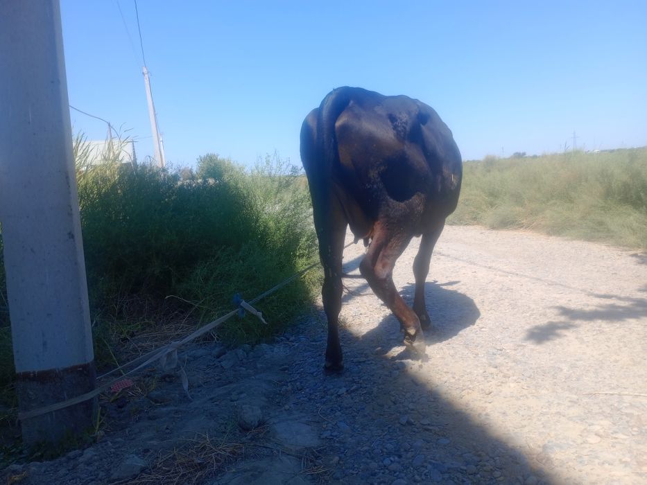 G'unojin 8 oylik bug'o'z 1chi qorin