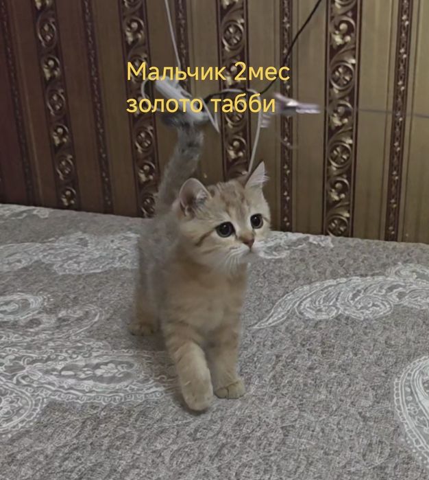Шотландский котенок Скоттиш страйт