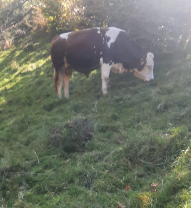 Vând taure                .