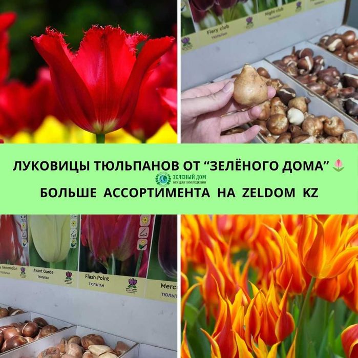 Луковицы тюльпанов нарциссов гиацинтов
