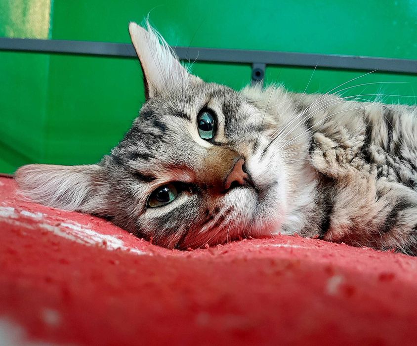 Adoptie motan castrat