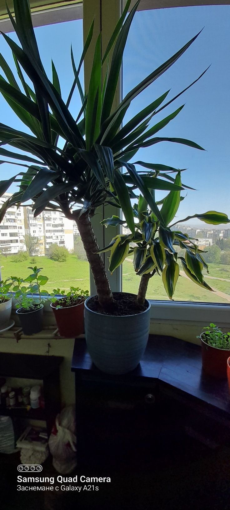 Цветя  различни видове