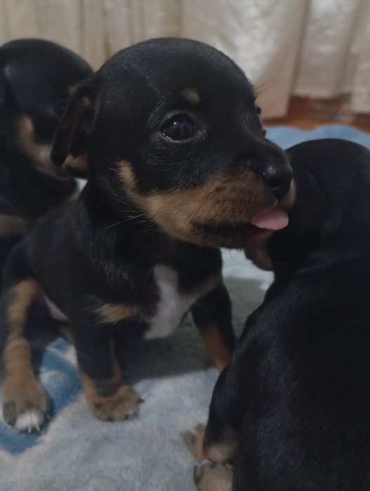 Милые щенки той-терьер подробности в вацап