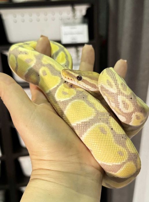 Самка banana,королевский питон.