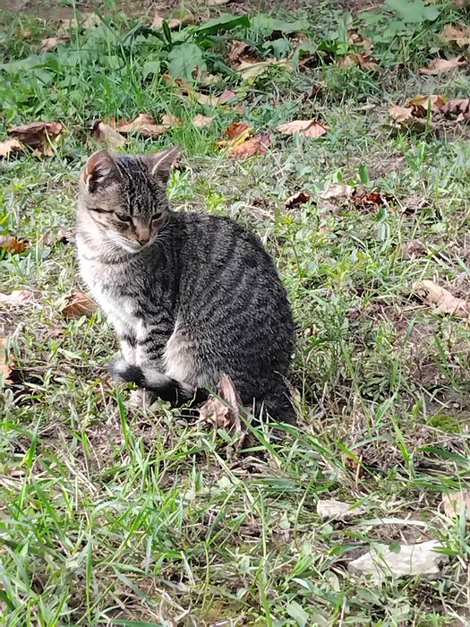 Подарявам малки котета