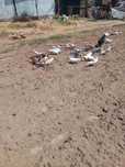 Гълъби около 40 броя