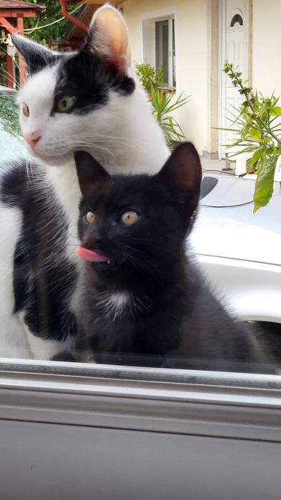 GRATIS pui de pisică de 8 săptămâni