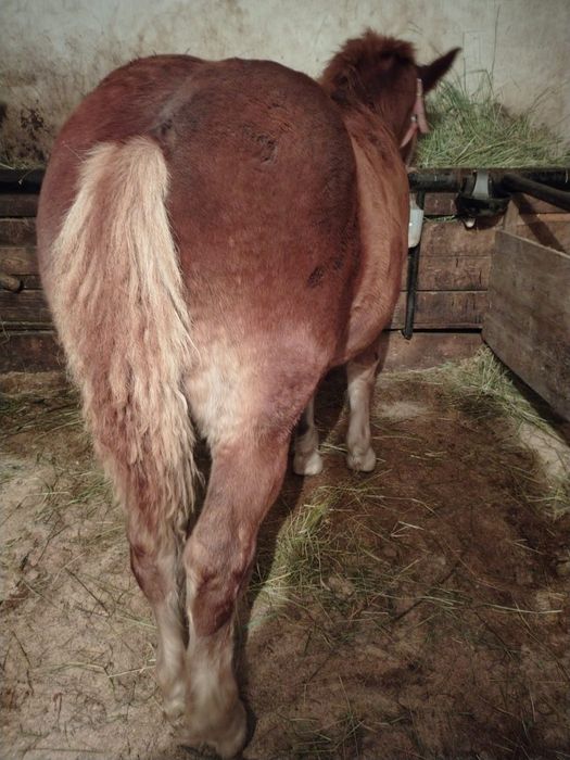 Vând mânz de 5 luni